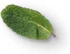 mint leaves 2a